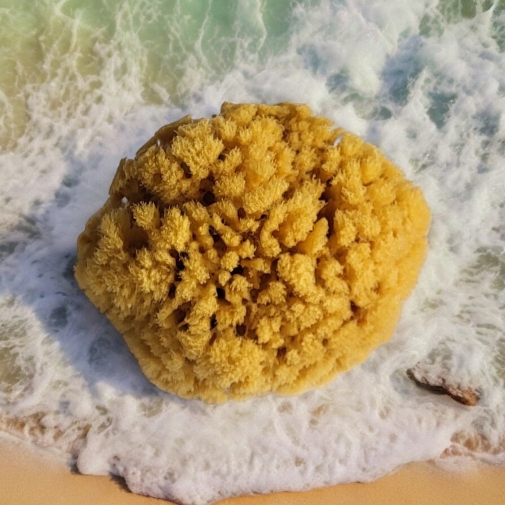 Now Available! Natural Sea Sponges Variety Of Sizes See Below! - Picture 5 of 9